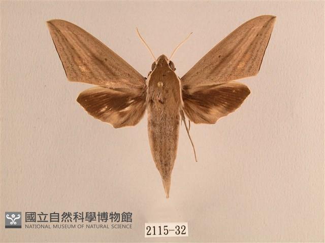 背線天蛾藏品圖，第1張