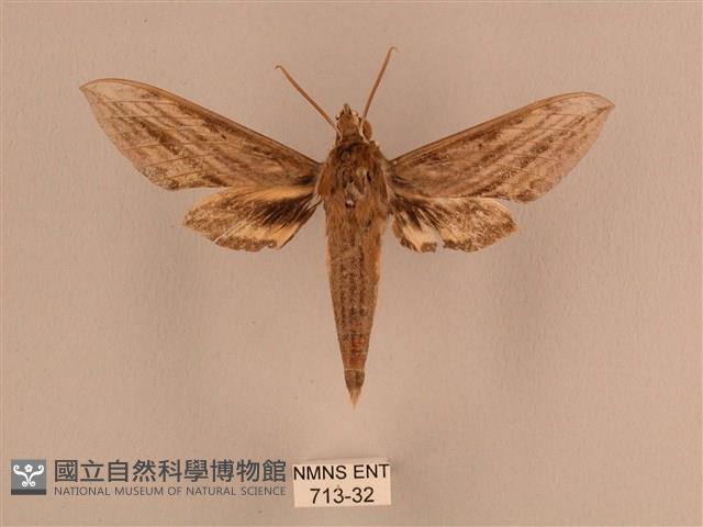 背線天蛾藏品圖，第1張