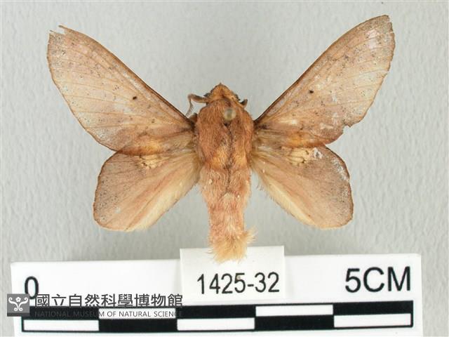 緣斑枯葉蛾藏品圖，第1張