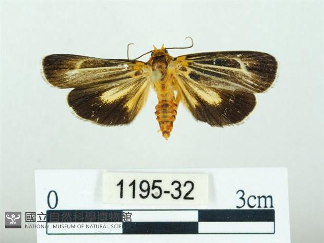 黃肩奇蛾藏品圖，第1張