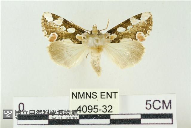 連珠波紋蛾藏品圖，第1張