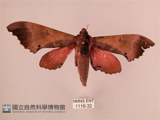 桃紅六點天蛾藏品圖，第1張