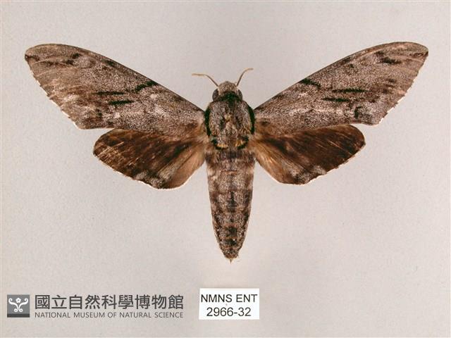 細斜紋霜天蛾藏品圖，第1張