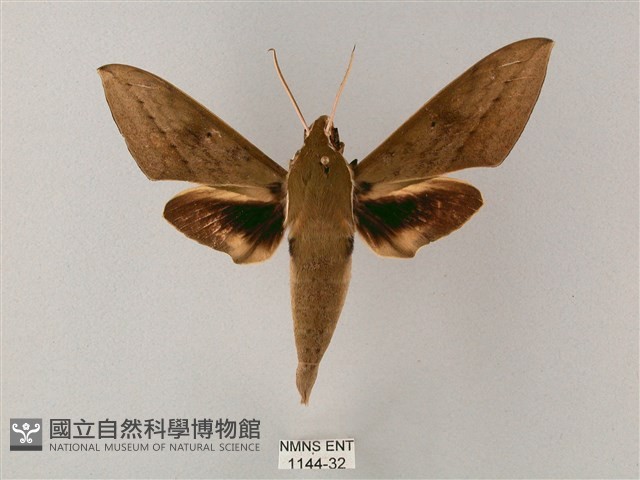 間斷斜紋天蛾藏品圖，第1張