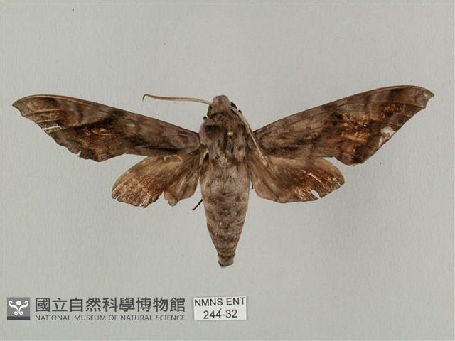 全緣缺角天蛾藏品圖，第1張