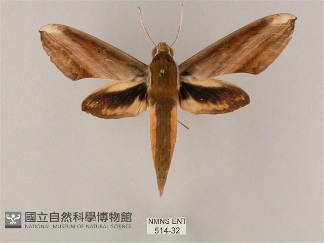 綠背斜紋天蛾藏品圖，第1張