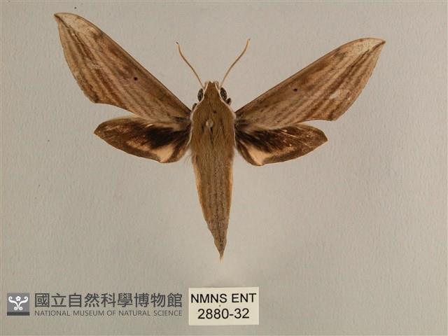 背線天蛾藏品圖，第1張