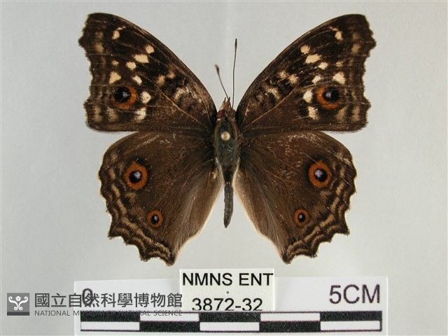 鱗紋眼蛺蝶藏品圖，第1張