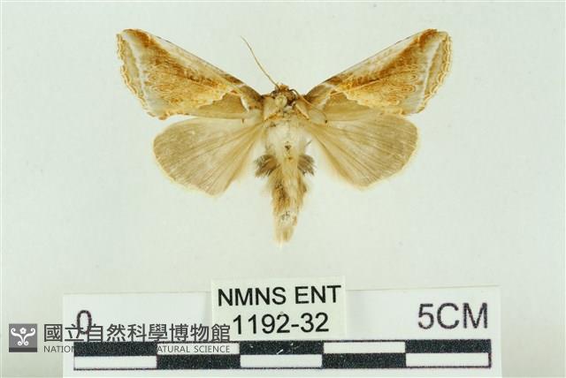 印華波紋蛾藏品圖，第1張