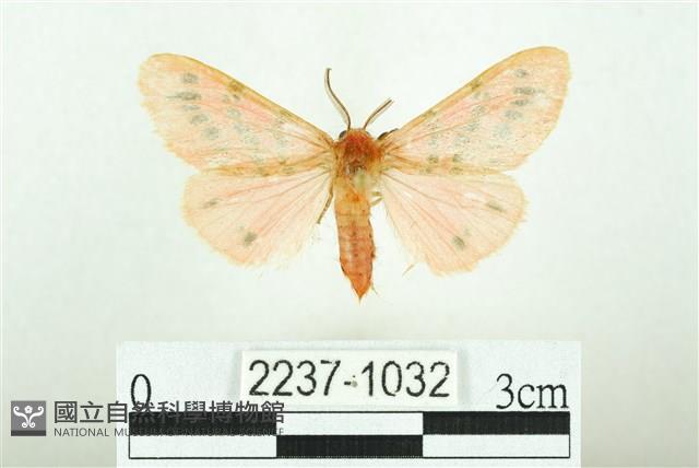 三條橙燈蛾藏品圖，第1張