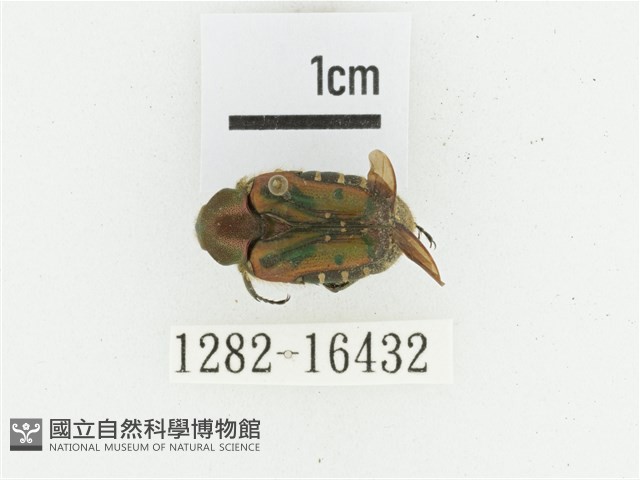 黑斑陷紋金龜藏品圖，第1張