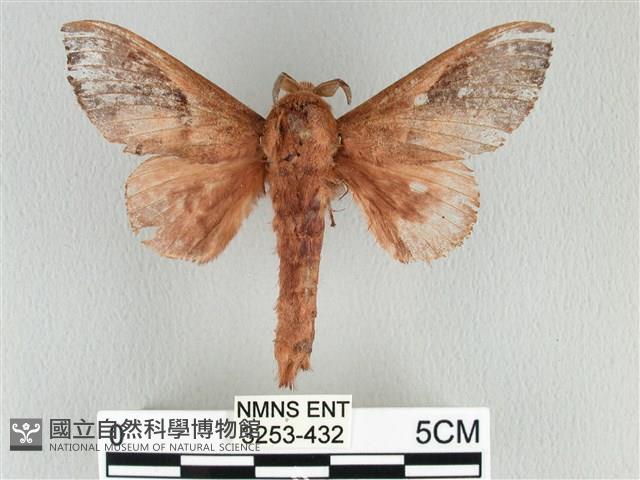 大褐斑枯葉蛾藏品圖，第1張