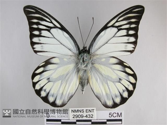 鋸粉蝶藏品圖，第1張