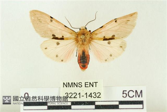 棍棒污燈蛾藏品圖，第1張