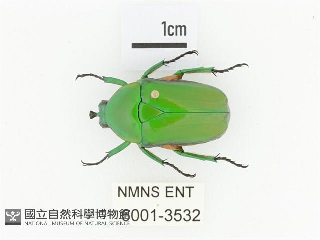 小扇角金龜藏品圖，第1張