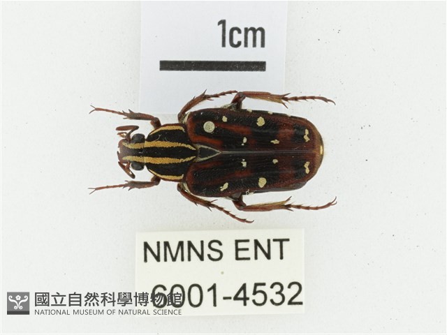 巴蘭陷紋金龜藏品圖，第1張