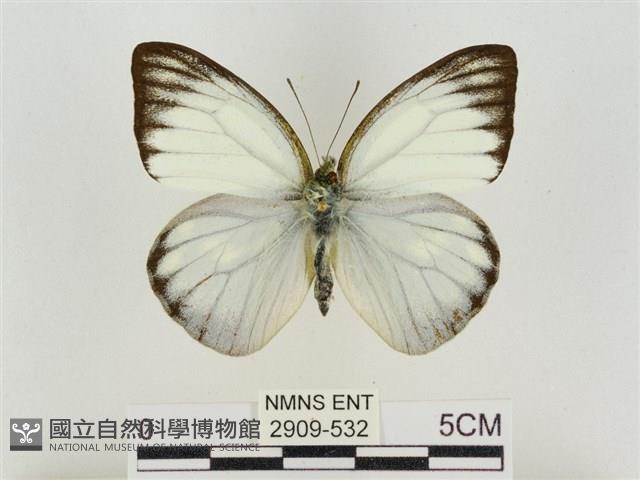 淡褐脈粉蝶藏品圖，第1張