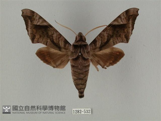 全緣缺角天蛾藏品圖，第1張