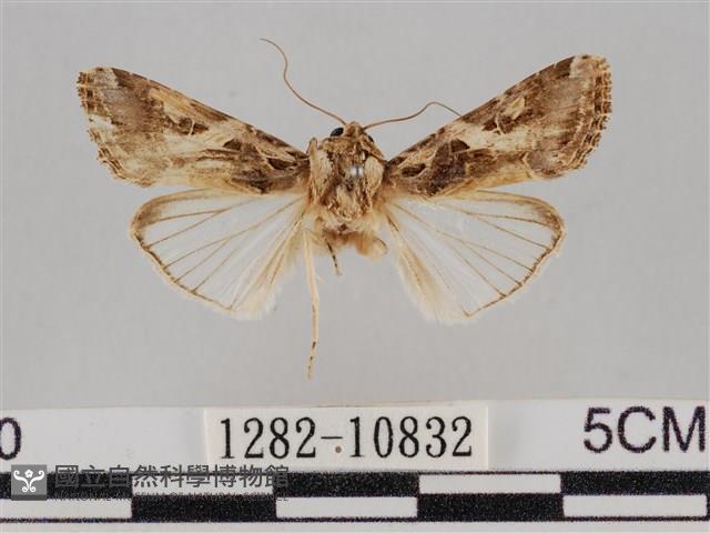 斜紋夜盜蛾藏品圖，第1張