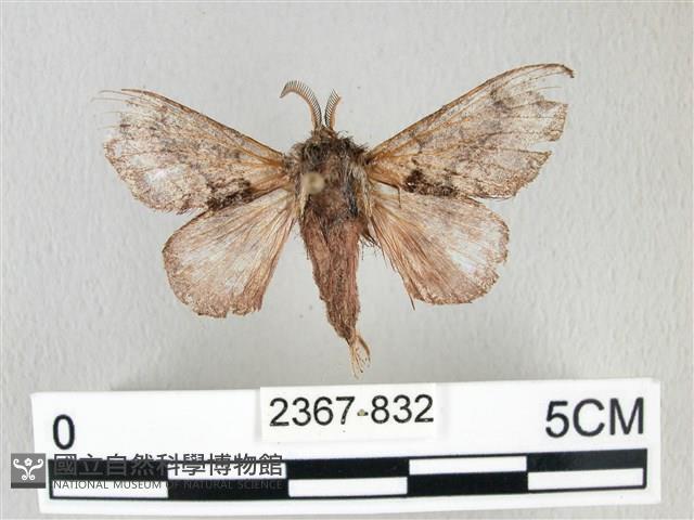 銀肩枯葉蛾藏品圖，第1張