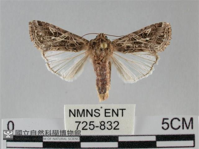 斜紋夜盜蛾藏品圖，第1張