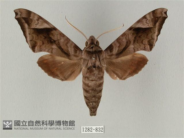 全緣缺角天蛾藏品圖，第1張