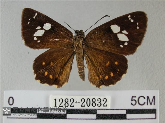 小星弄蝶藏品圖，第1張