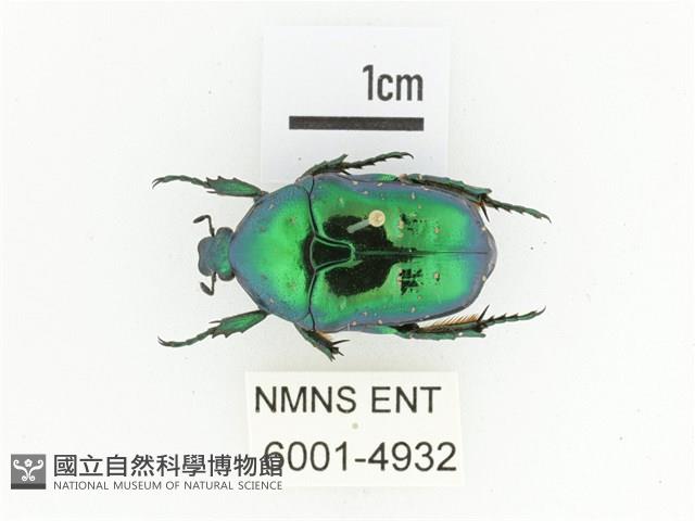 藍艷白點花金龜藏品圖，第1張