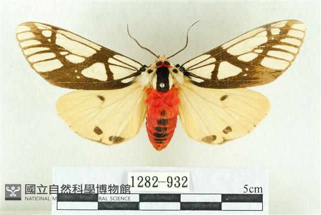 乳白斑燈蛾藏品圖，第1張