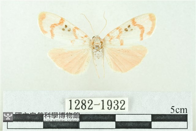 臺雪苔蛾藏品圖，第1張