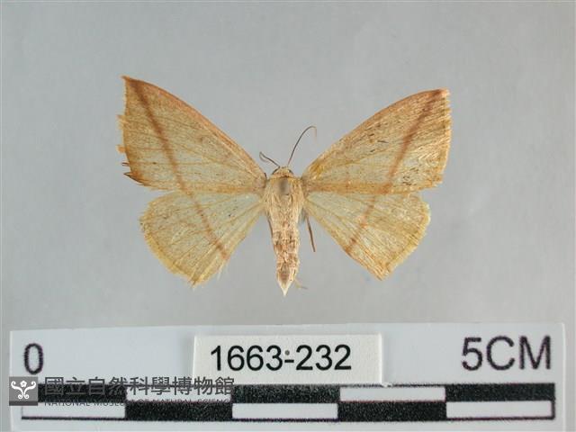 澄線尺蛾藏品圖，第1張