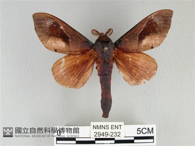 大褐斑枯葉蛾藏品圖，第1張