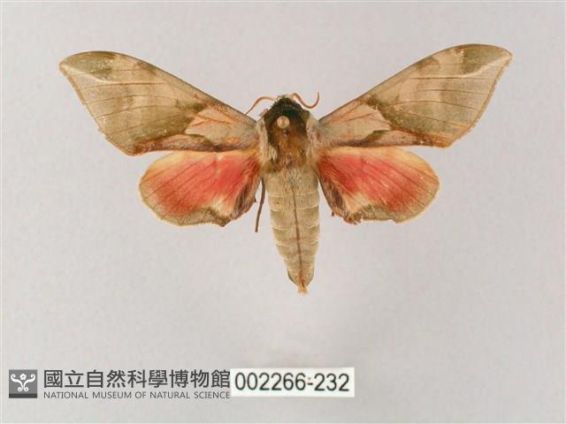 榆綠天蛾藏品圖，第1張