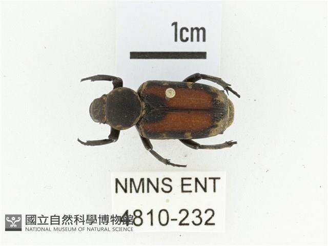 臺灣跗花金龜藏品圖，第1張