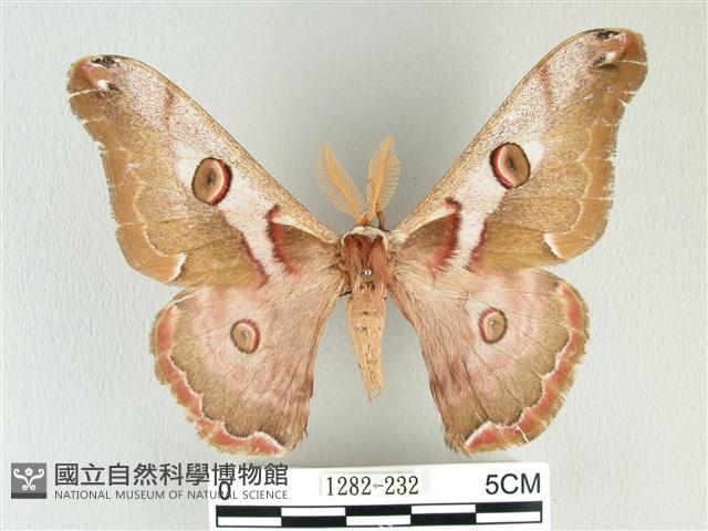 綠目天蠶蛾藏品圖，第1張