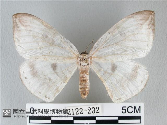 圓翅大鉤蛾藏品圖，第1張