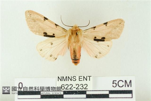 棍棒污燈蛾藏品圖，第1張