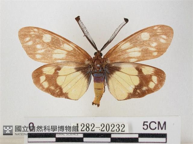 蓬萊茶斑蛾藏品圖，第1張