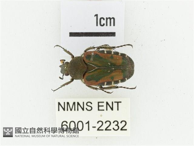 黑斑陷紋金龜藏品圖，第1張