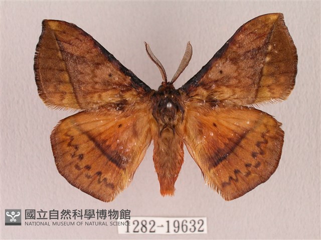阿里山絨帶蛾藏品圖，第1張