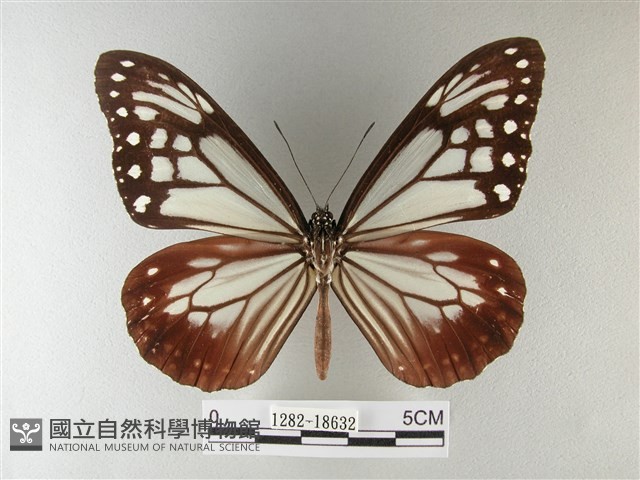 大絹斑蝶藏品圖，第1張