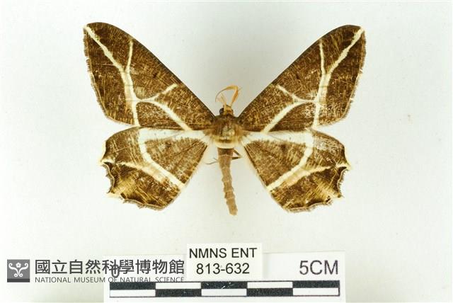 樹形尺蛾藏品圖，第1張