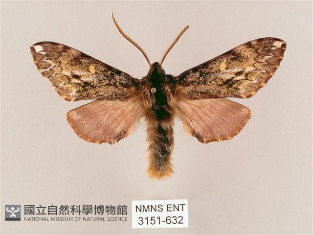 井上氏絨毛天蛾藏品圖，第1張