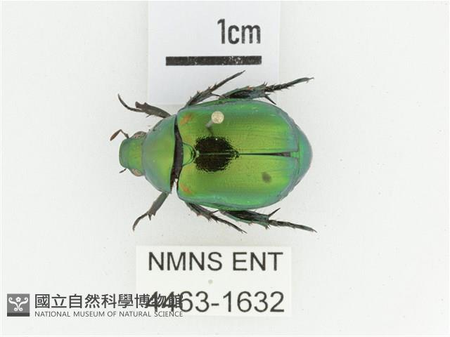 艷金龜藏品圖，第1張