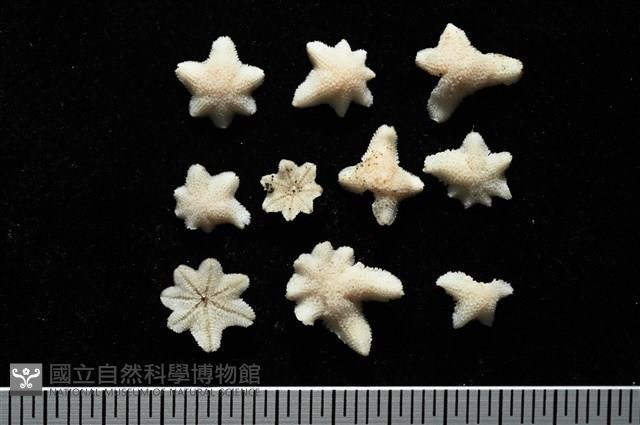 伯頓海燕藏品圖，第1張
