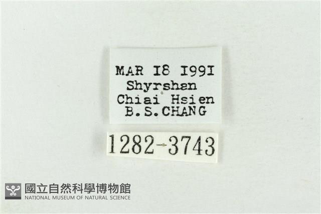 連珠波紋蛾藏品圖，第3張