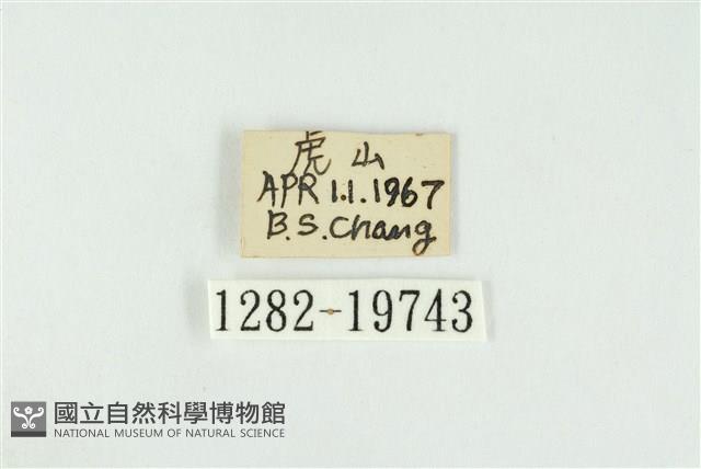 黑翅黃毒蛾藏品圖，第3張