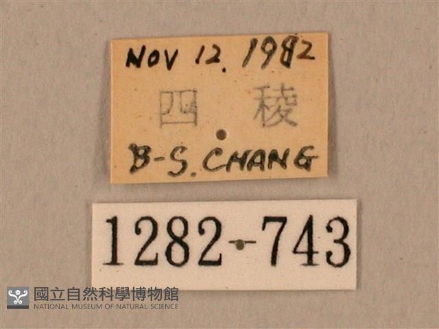 棕綠背線天蛾藏品圖，第3張