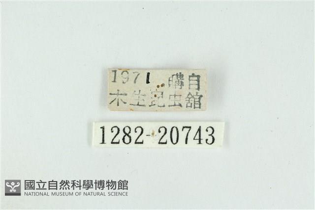 白腹青灰蝶藏品圖，第3張