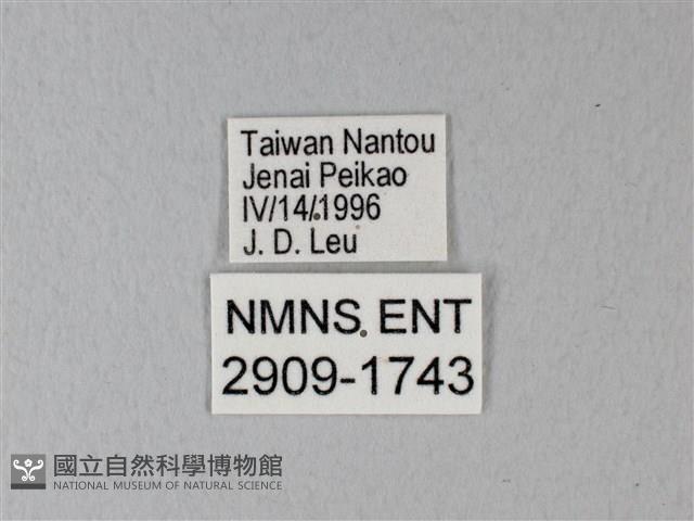 異粉蝶、雌白黃蝶藏品圖，第3張